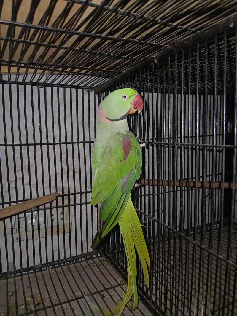 Raw pair for sale female handtamed ha location lahore — photo 5