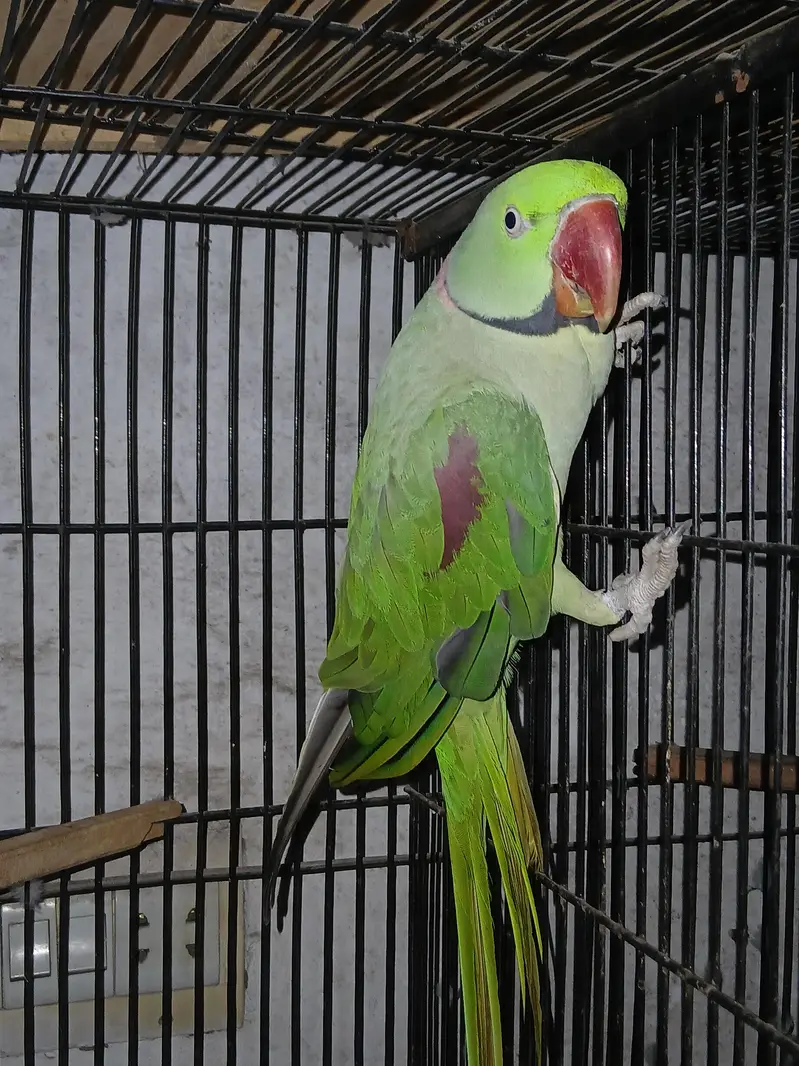 Raw pair for sale female handtamed ha location lahore — photo 6