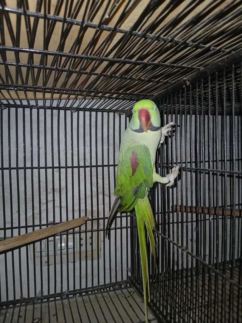 Raw pair for sale female handtamed ha location lahore — photo 7