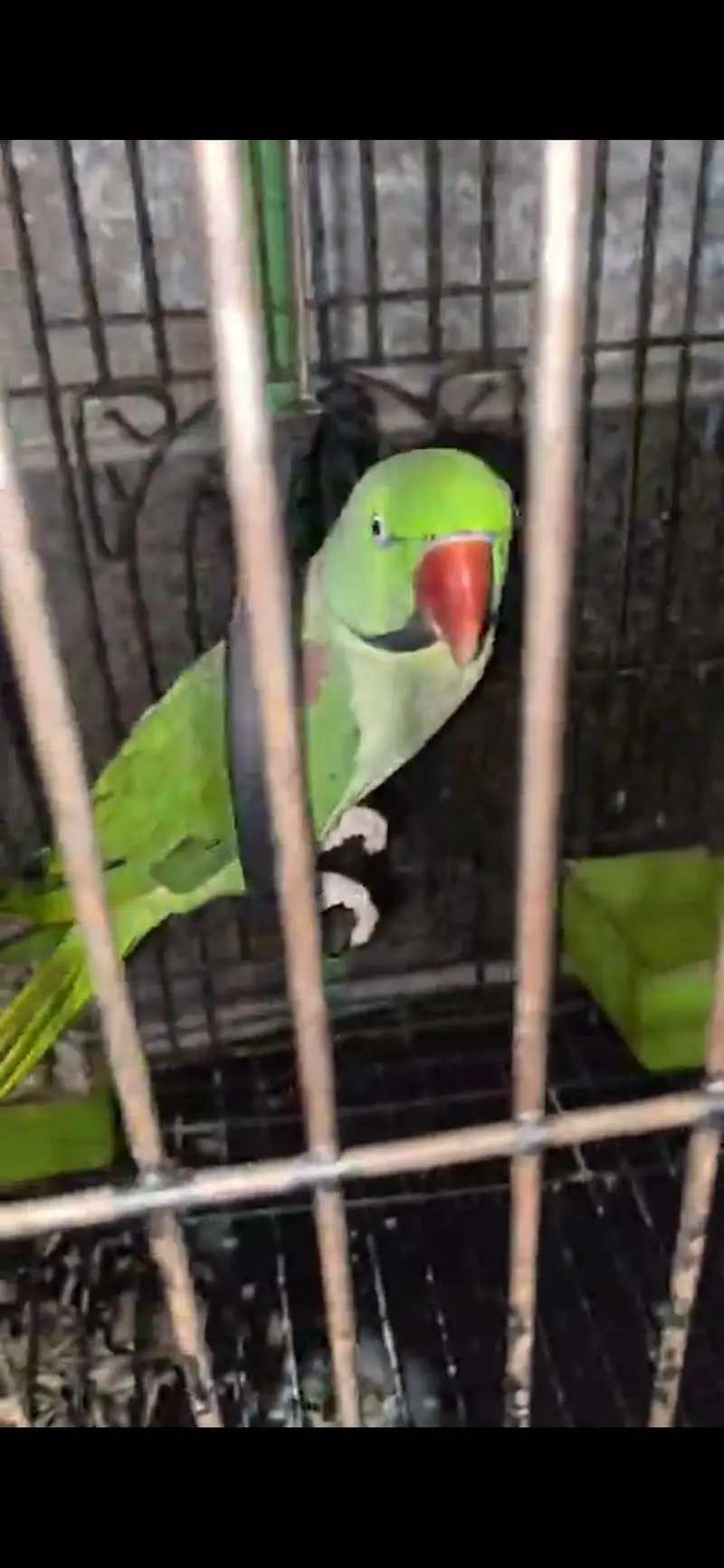 Raw pair for sale female handtamed ha location lahore — photo 8