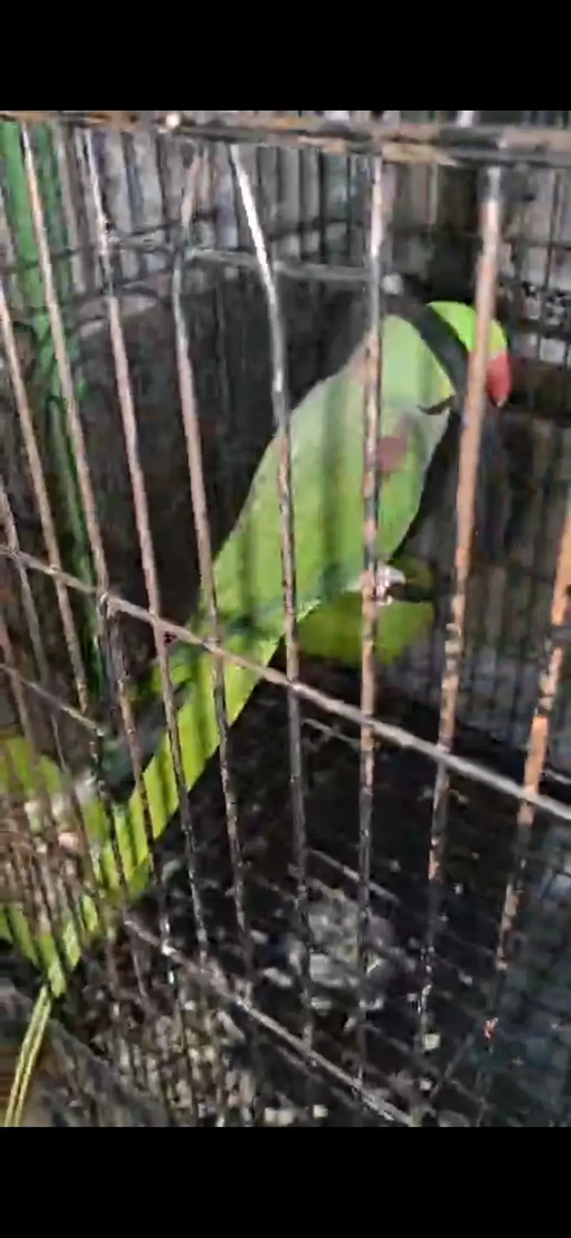 Raw pair for sale female handtamed ha location lahore — photo 9