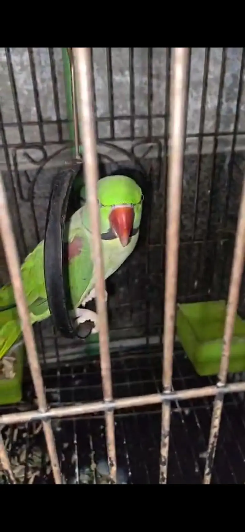 Raw pair for sale female handtamed ha location lahore — photo 10