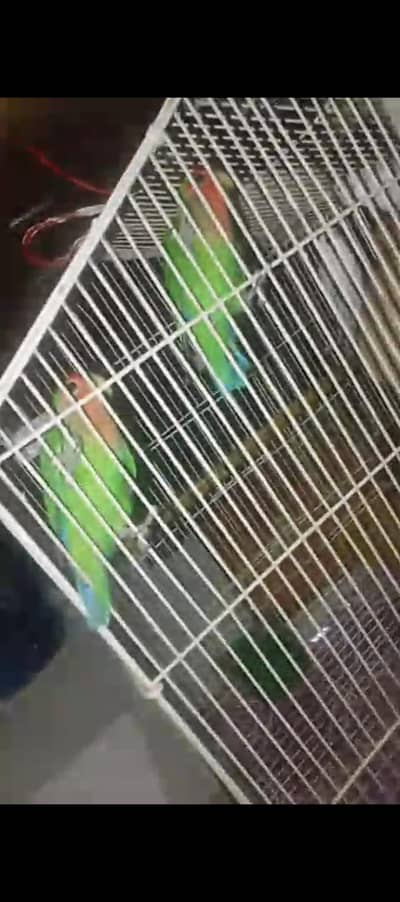 love birds with pinjra