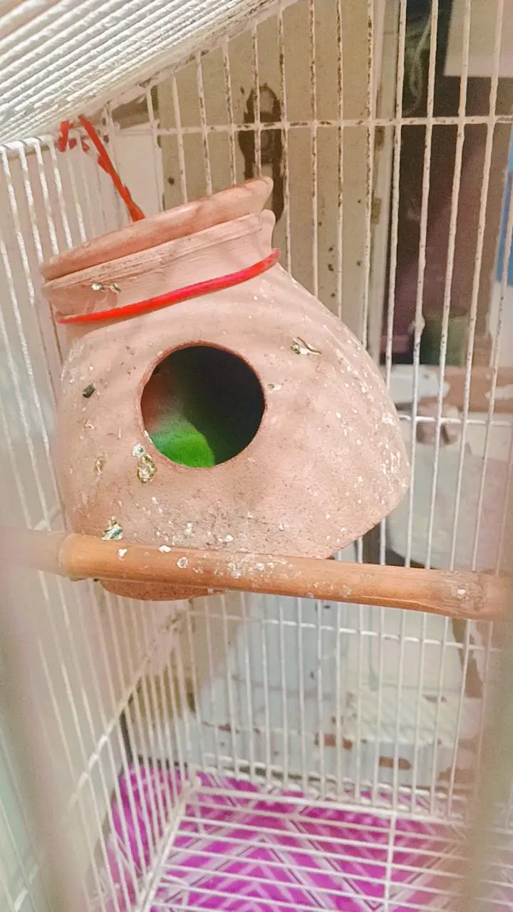 love birds with pinjra — photo 2