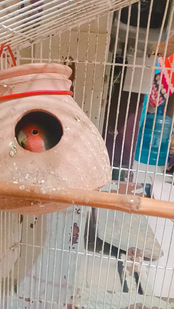love birds with pinjra — photo 3