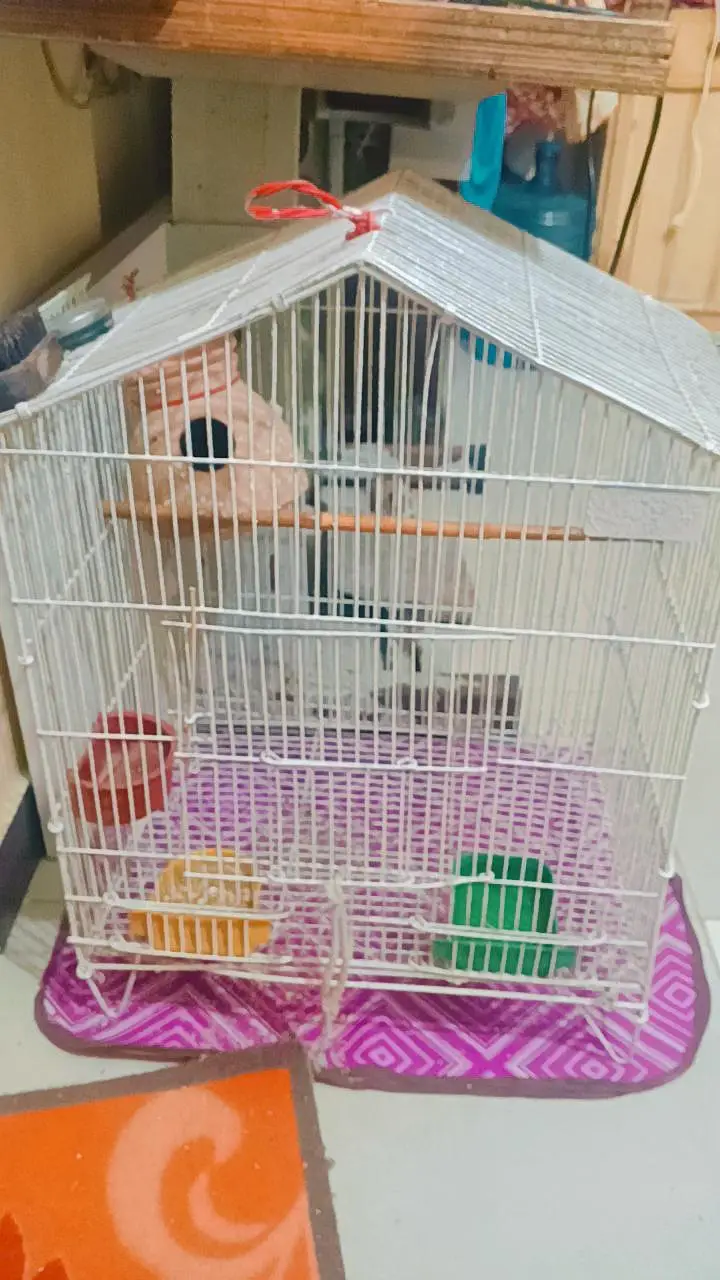love birds with pinjra — photo 4