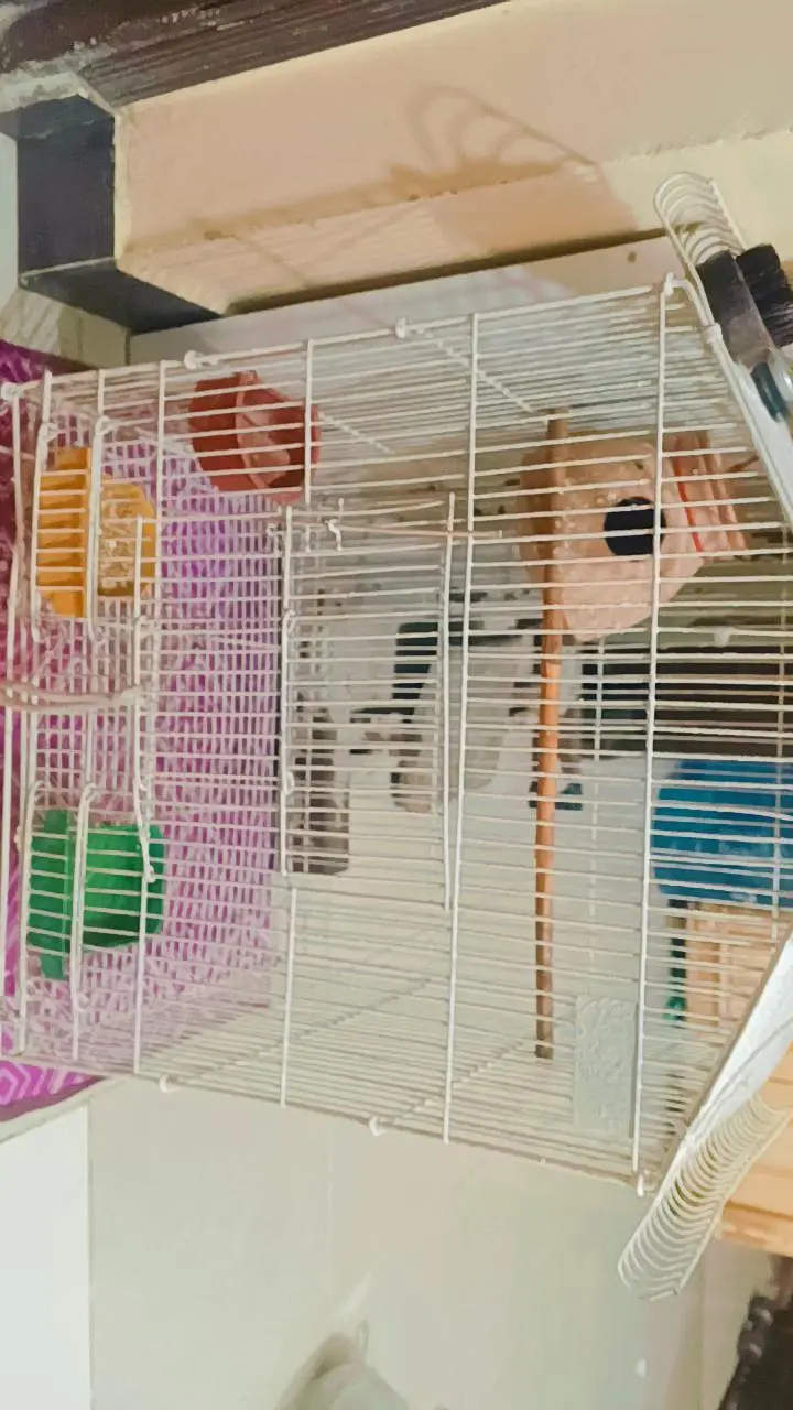 love birds with pinjra — photo 5