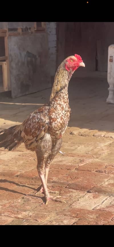 Sindhi Aseel