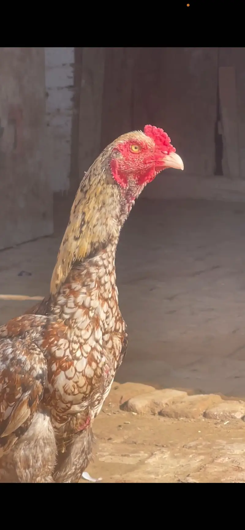 Sindhi Aseel — photo 2