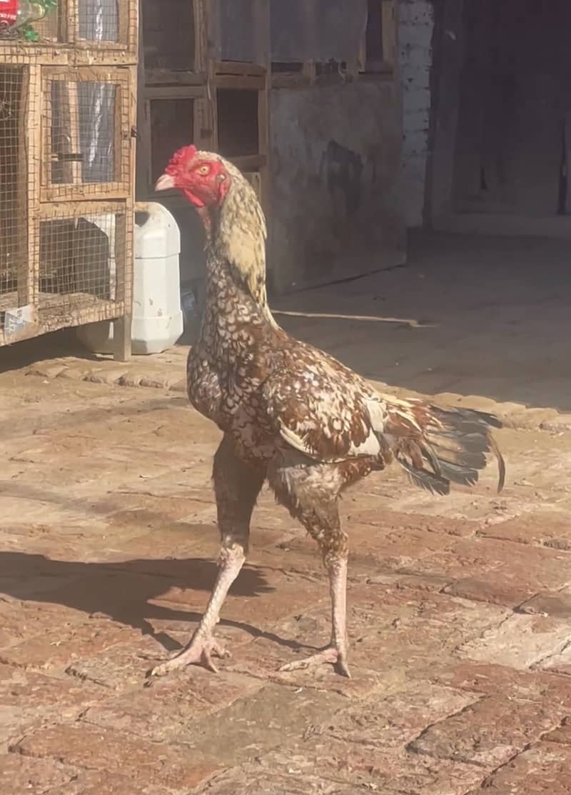 Sindhi Aseel 3