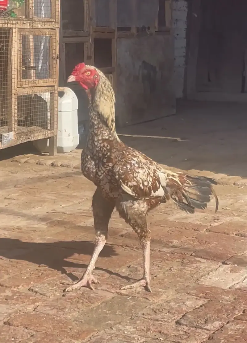 Sindhi Aseel — photo 4