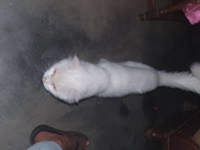 on heat female cat pure white persian