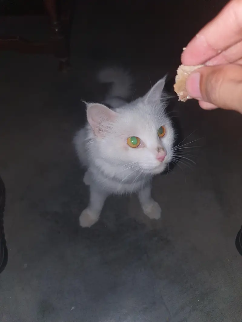 on heat female cat pure white persian — photo 2