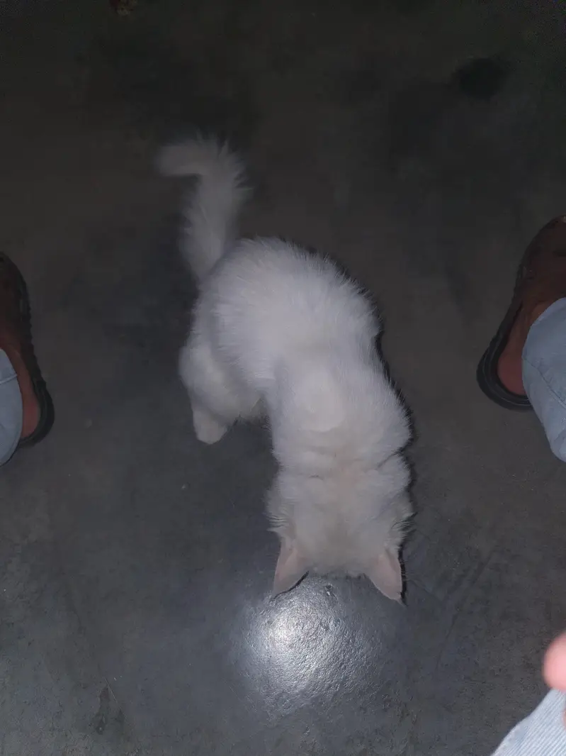 on heat female cat pure white persian — photo 3