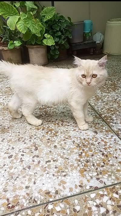 Healthy playful huge young male cat
