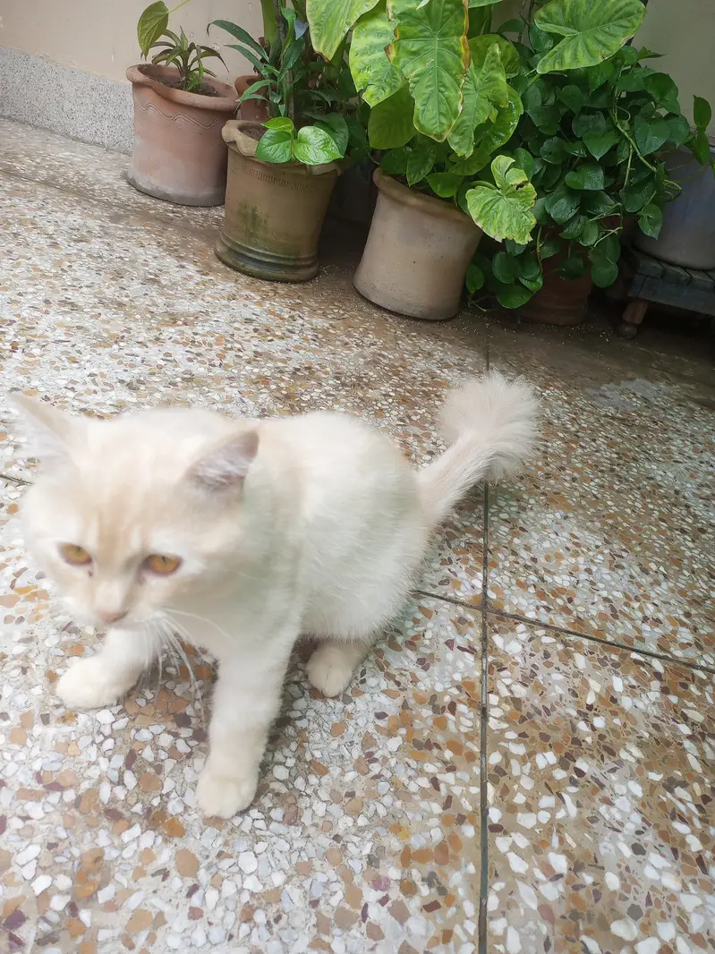 Healthy playful huge young male cat — photo 2