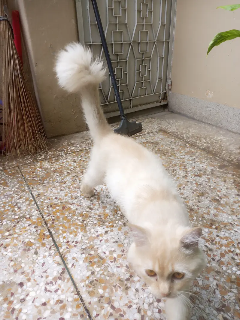 Healthy playful huge young male cat — photo 3