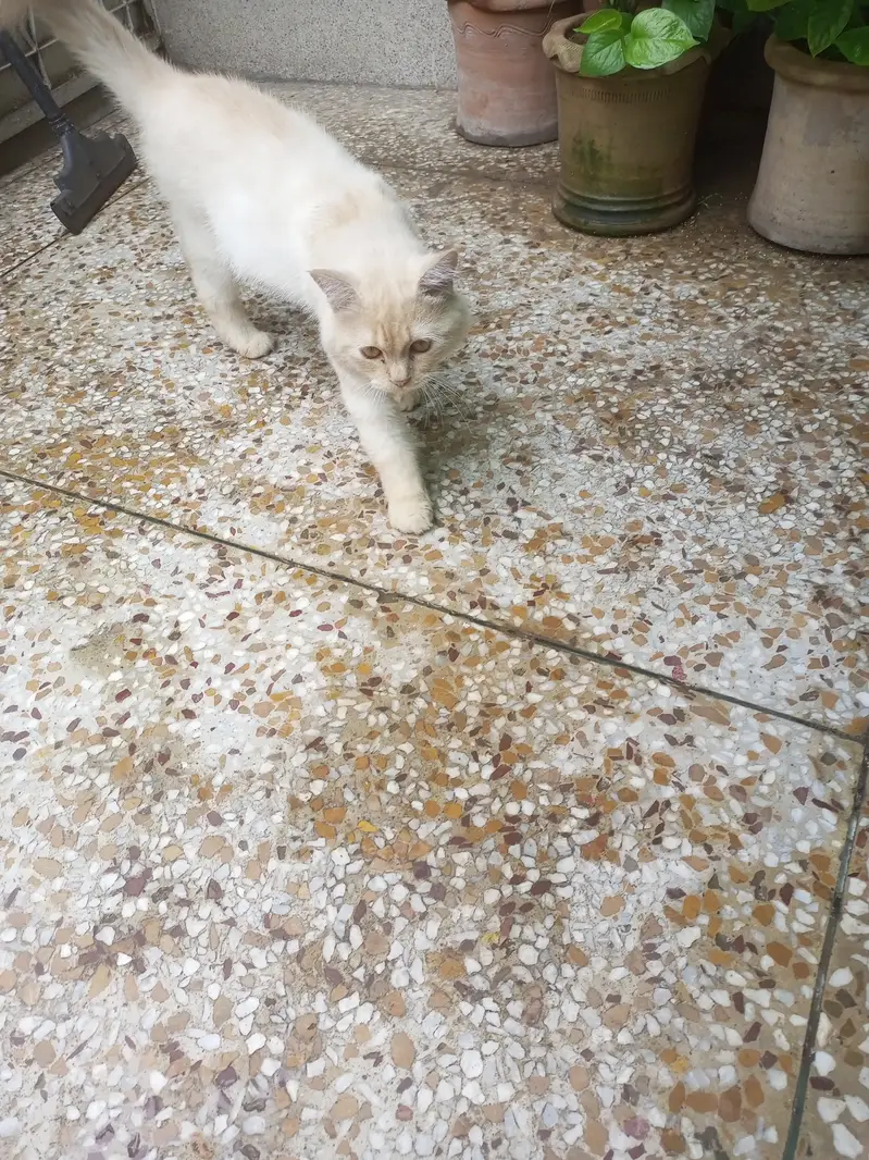 Healthy playful huge young male cat — photo 4