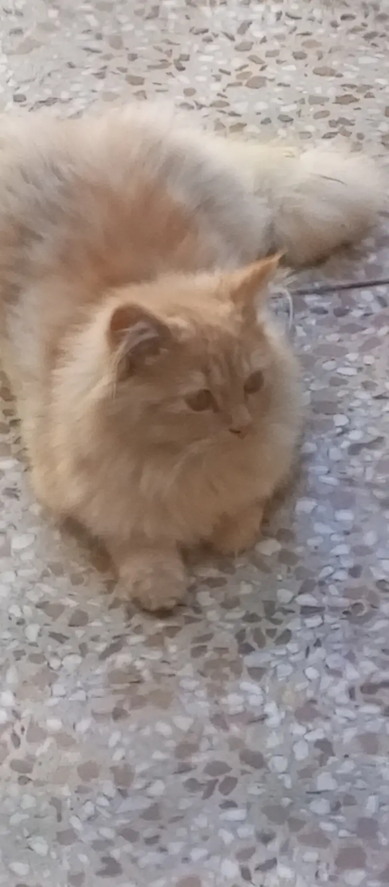 Healthy playful huge young male cat — photo 5