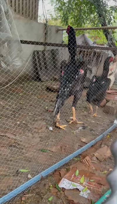 shamo eggs available per Pec 1000 rupa cont 03462018510