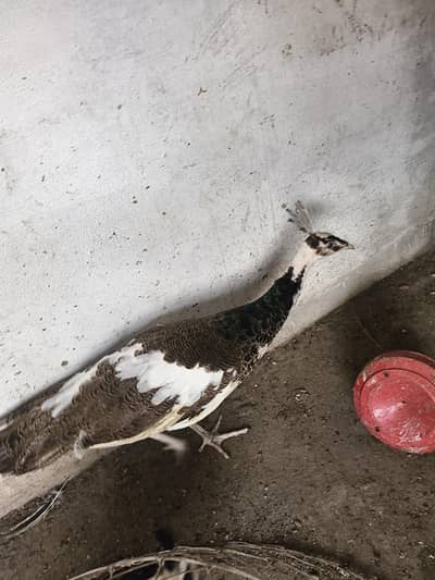 peacock for sale