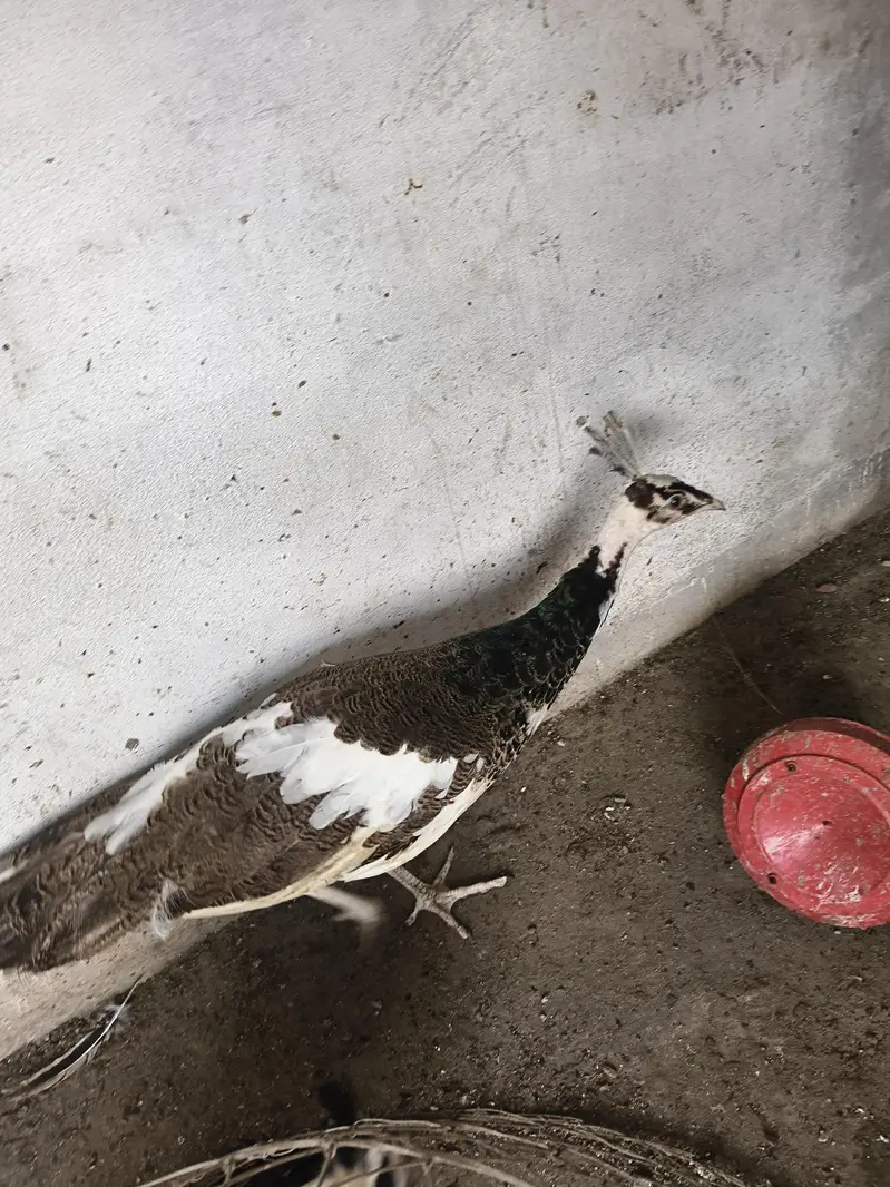 peacock for sale