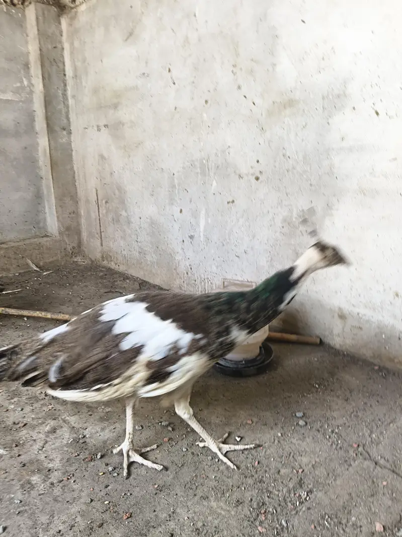 peacock for sale — photo 2