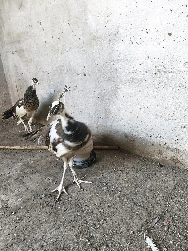 peacock for sale — photo 3