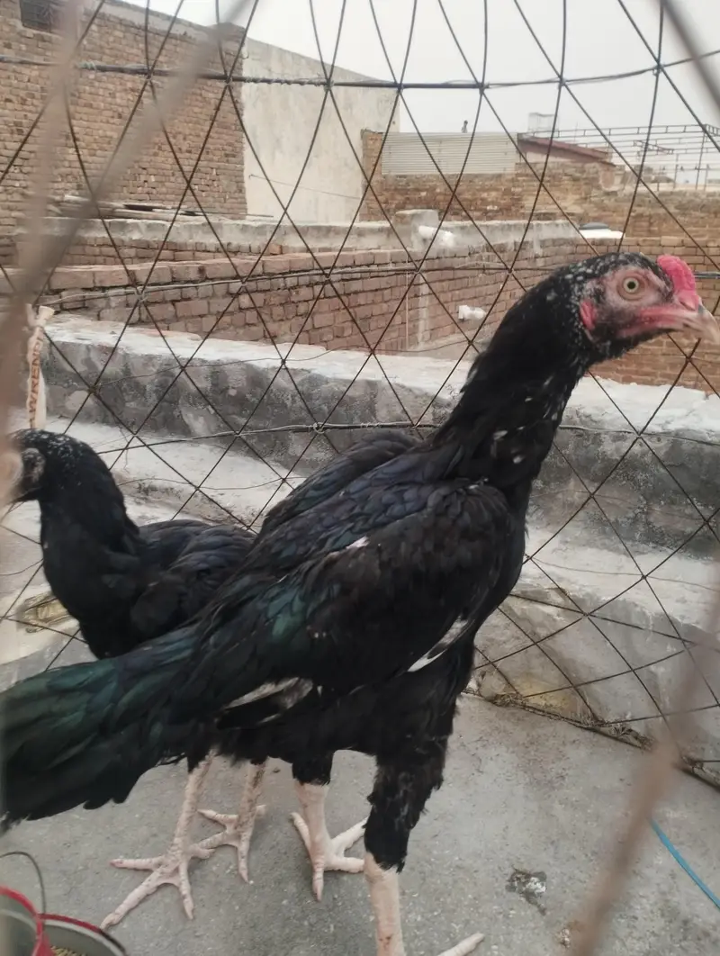 mianwali aseel jora — photo 2