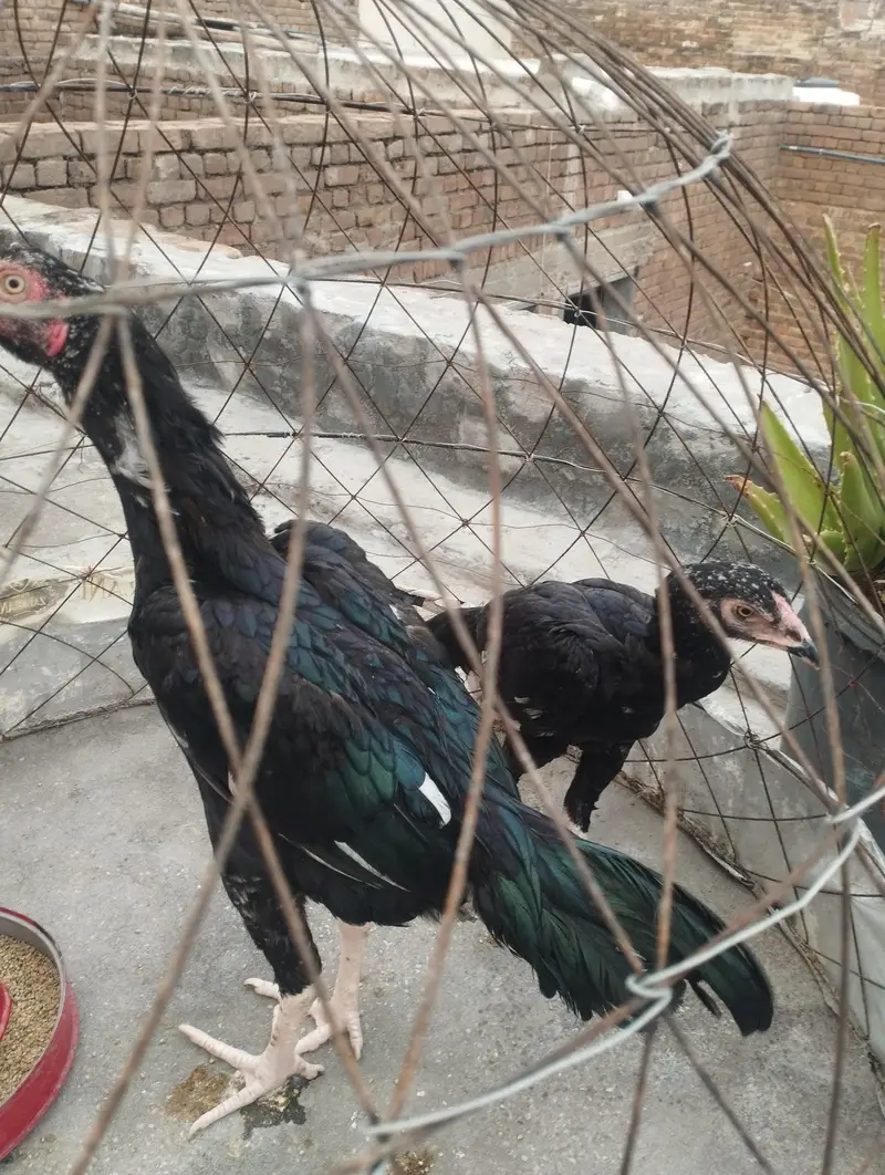 mianwali aseel jora — photo 3