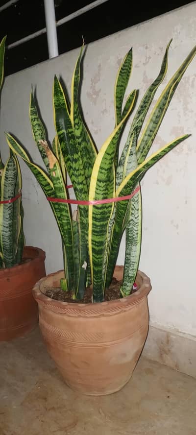 snake plant best air purification, nighttime oxygen production