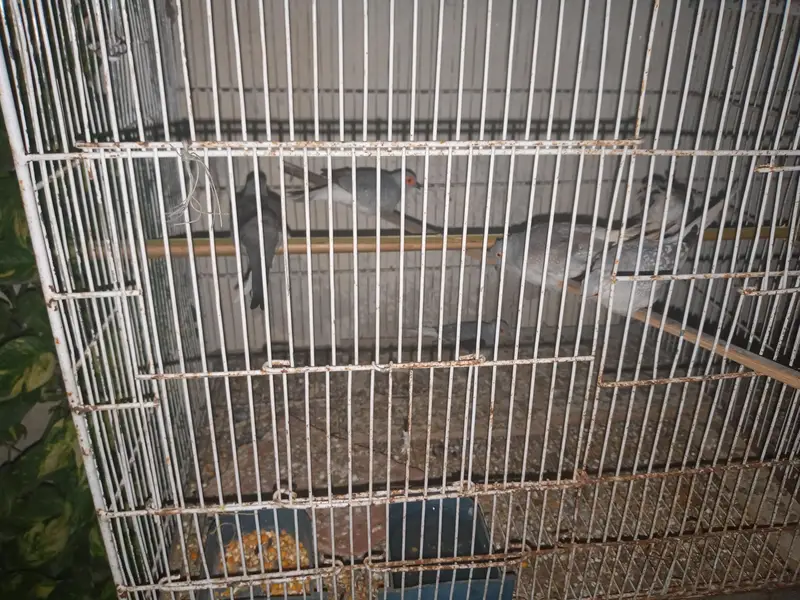 urgent for sale — photo 2