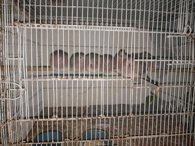urgent for sale — photo 3