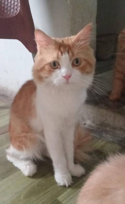 Simba