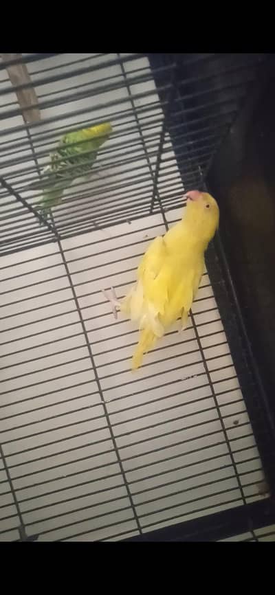 yellow breeder female for sale 03127093372