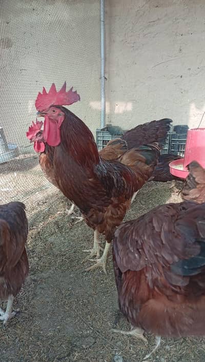 pure rir commercial egg leying breed