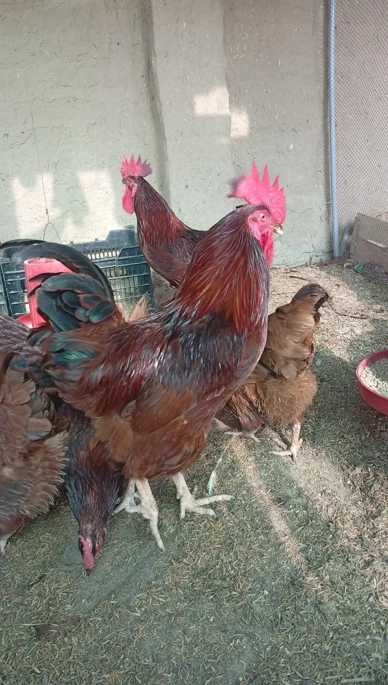 pure rir commercial egg leying breed — photo 2