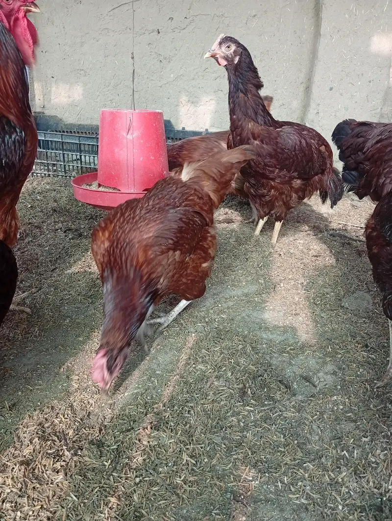 pure rir commercial egg leying breed — photo 3