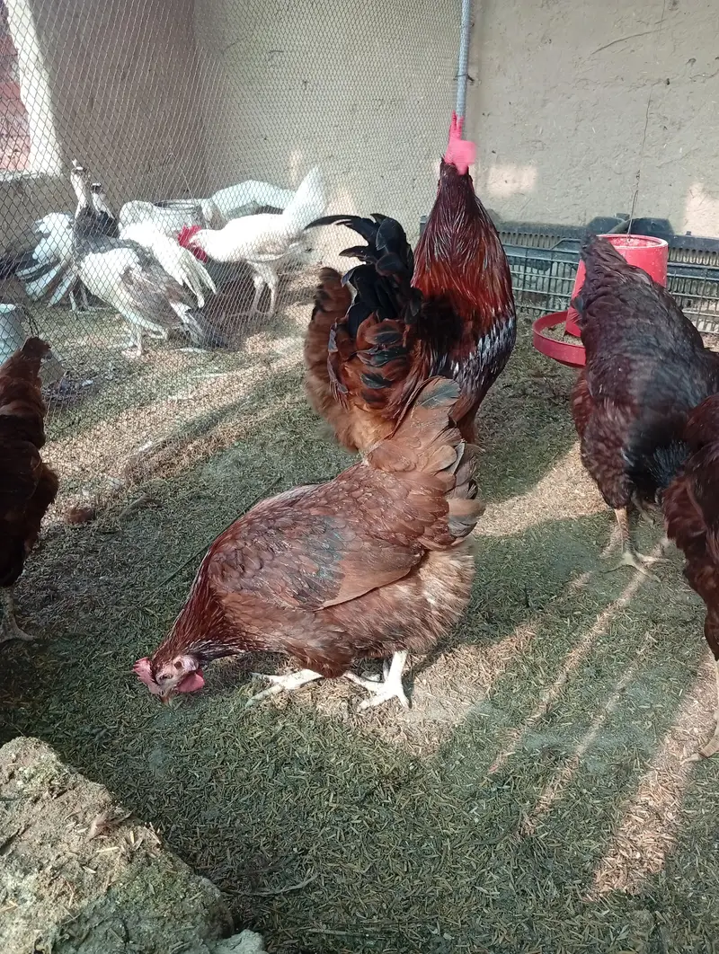 pure rir commercial egg leying breed — photo 4