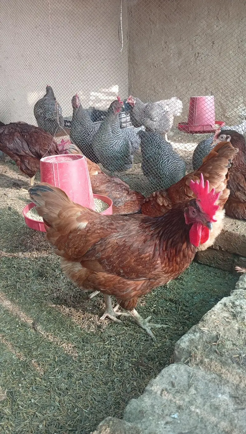 pure rir commercial egg leying breed — photo 5