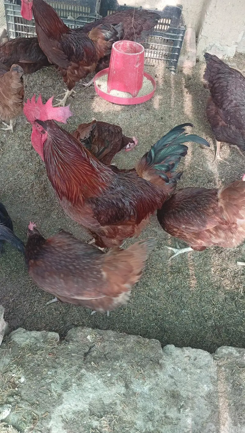 pure rir commercial egg leying breed — photo 6