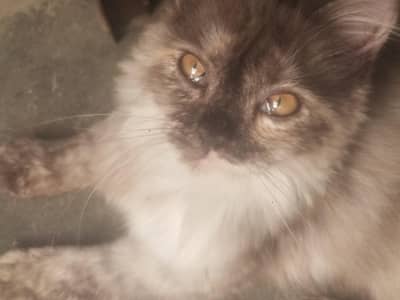 persian kitten for adoption