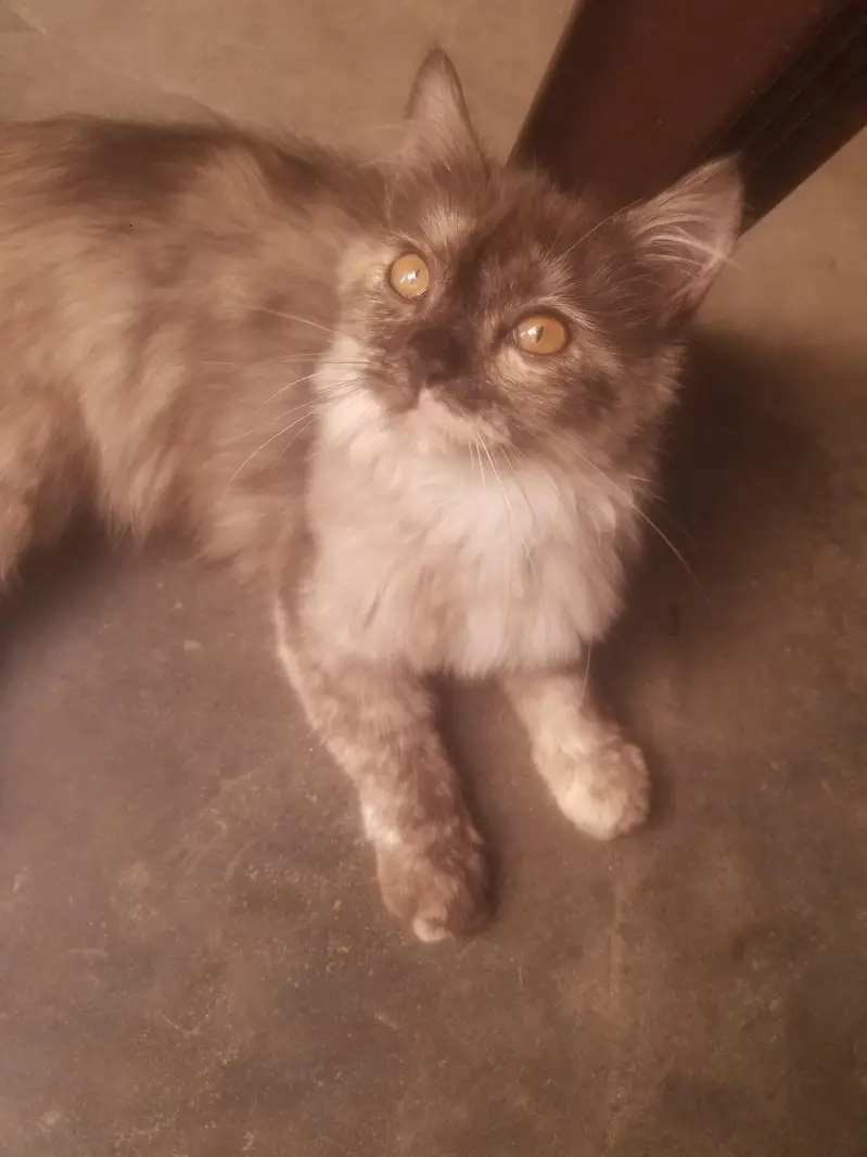 persian kitten for adoption — photo 2