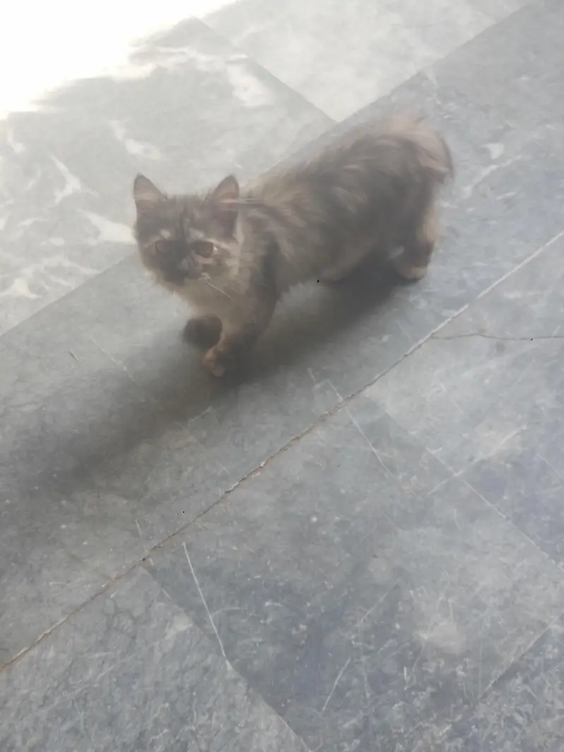 persian kitten for adoption — photo 3