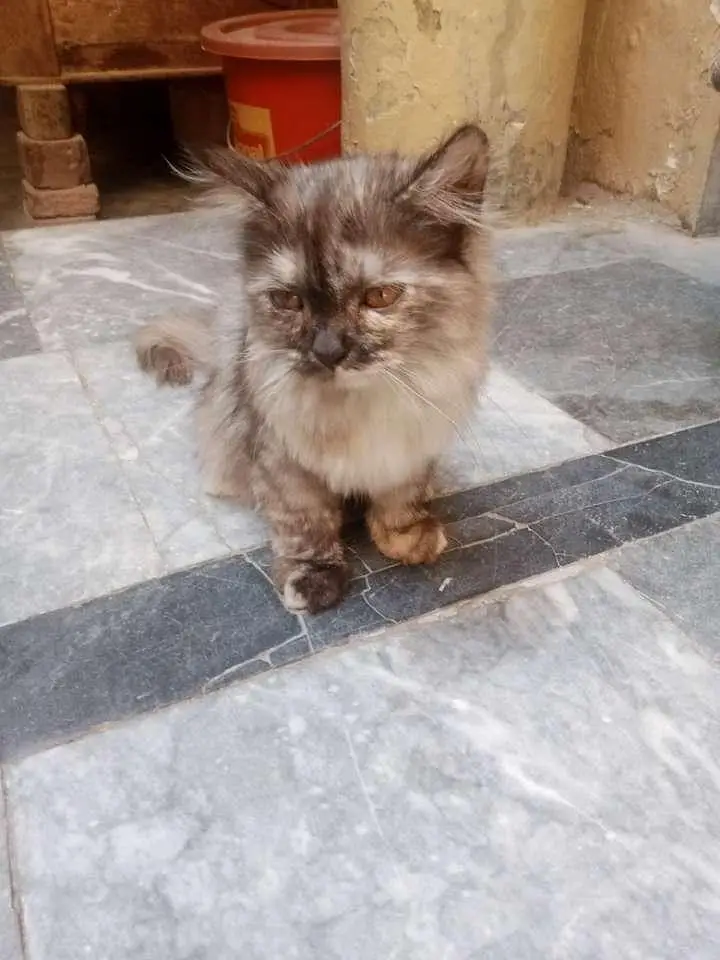 persian kitten for adoption — photo 4