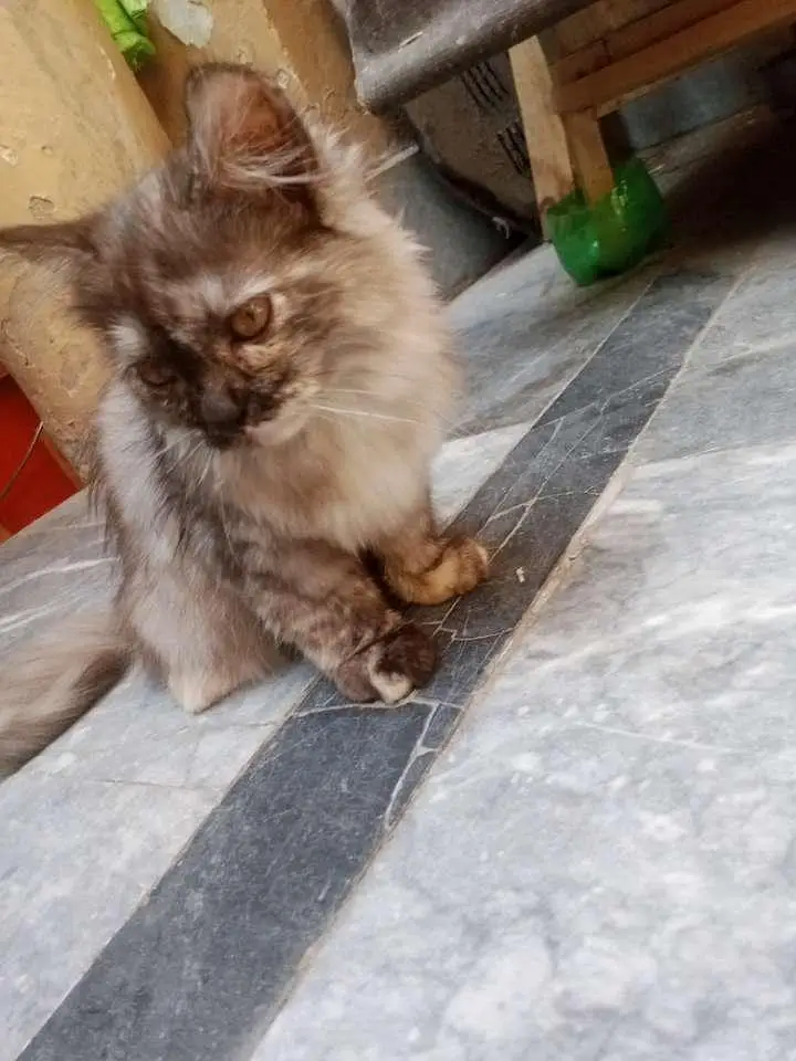 persian kitten for adoption — photo 5