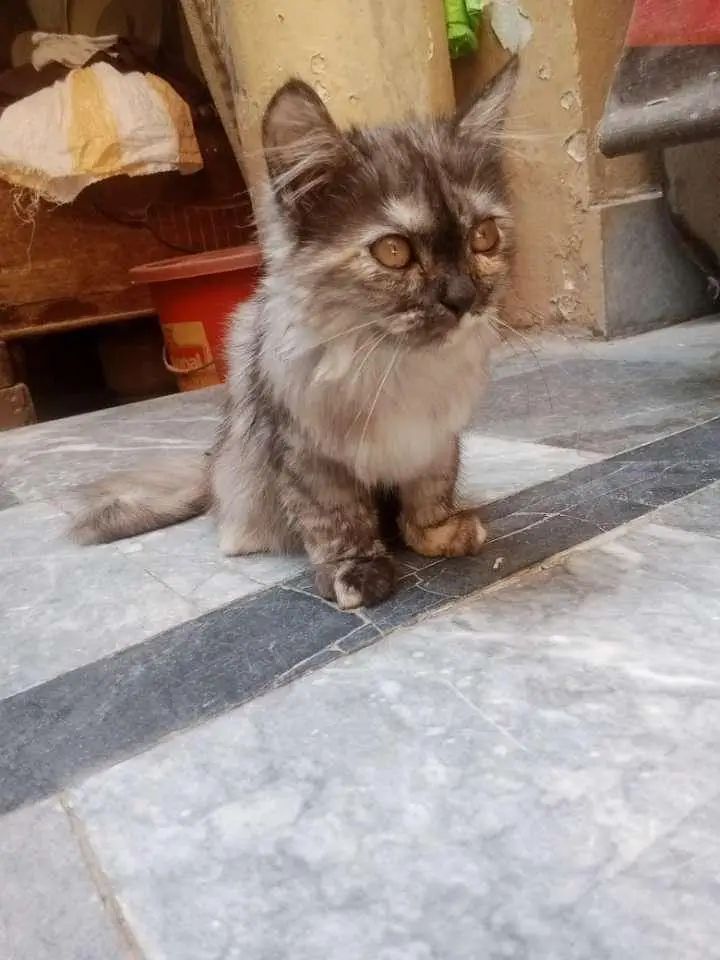 persian kitten for adoption — photo 6