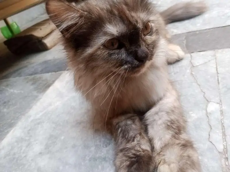 persian kitten for adoption — photo 7