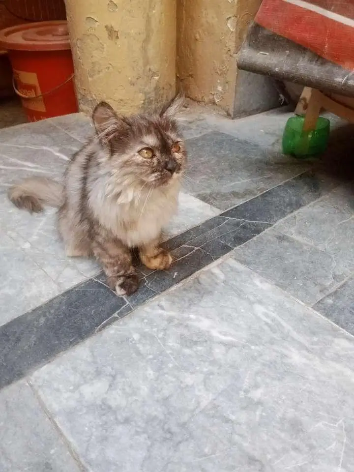 persian kitten for adoption — photo 8