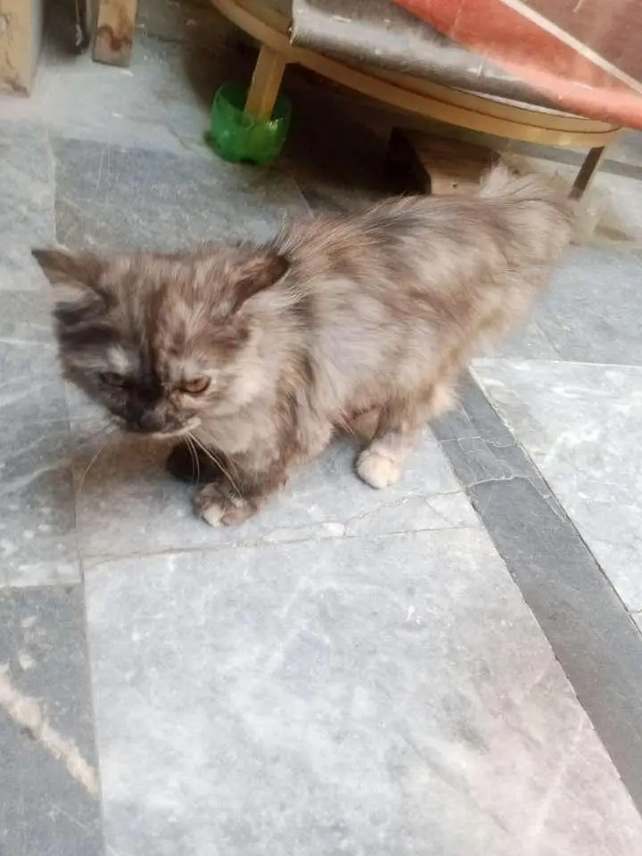 persian kitten for adoption — photo 9